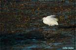 Aigrette garzette